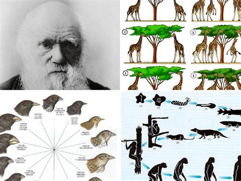 Biografía de Charles Darwin - Teoría de la Evolución