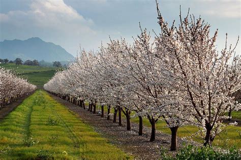 Almond orchard in bloom