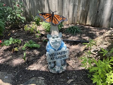 New & Improved Monarch Butterfly Garden | Pelican Prose