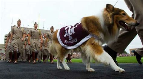 Retired A&M mascot Reveille VII dead at age 12 - Houston Chronicle