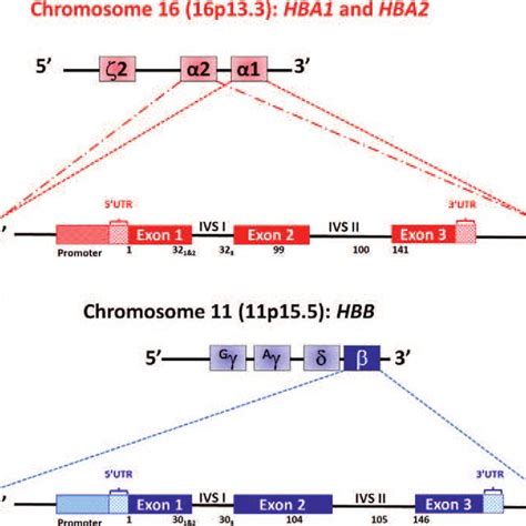 General structure functional α -globin genes (A)and the β-globin gene ...