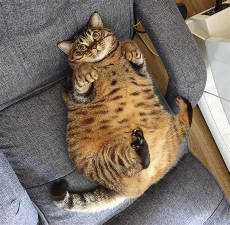 What cat breed is this delightful chonker? I would like to get a cat at some point and I had no ...