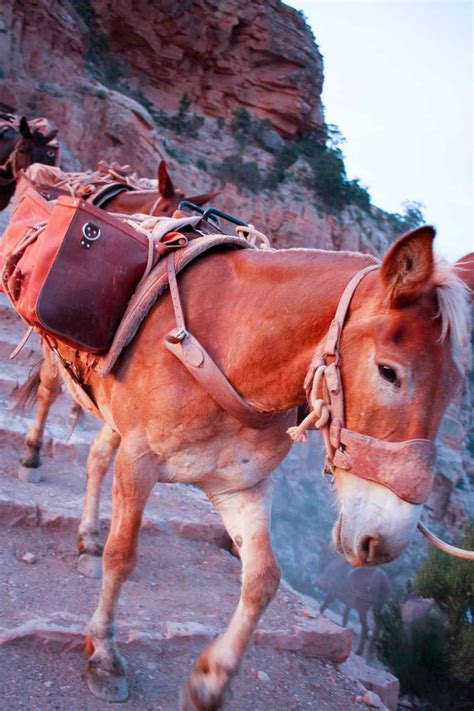 South Kaibab Trail in the Grand Canyon (Rim to River Trailguide)