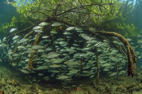 Snapper habitat in Gulf of California mangrove forests.