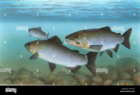 Pacific salmon, Oncorhynchus Stock Photo - Alamy