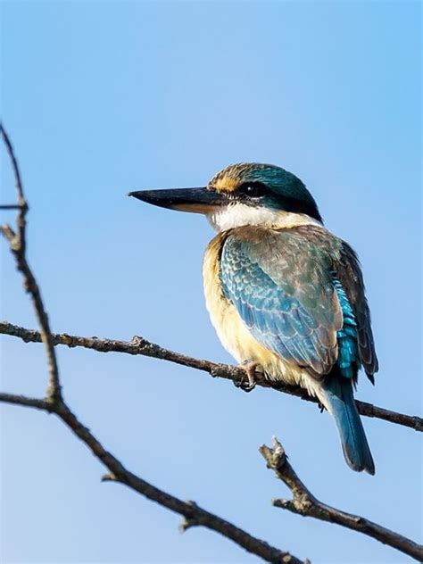 Sacred Kingfisher - The Australian Museum