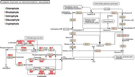 Genes identified for coding enzymes in CO2 fixation pathways in algal... | Download Scientific ...