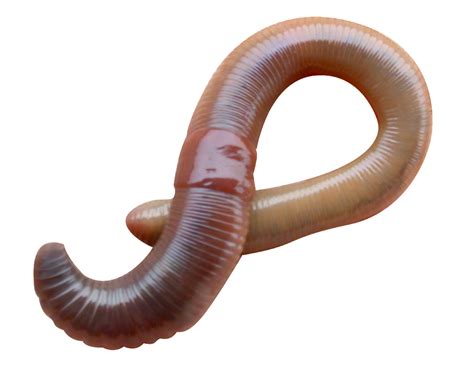 earthworm worm PNG
