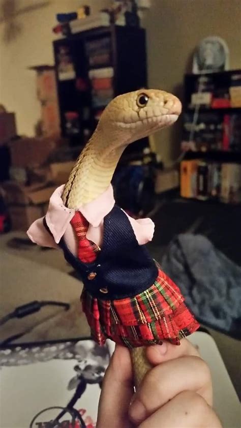 Snakes Wearing Sweaters