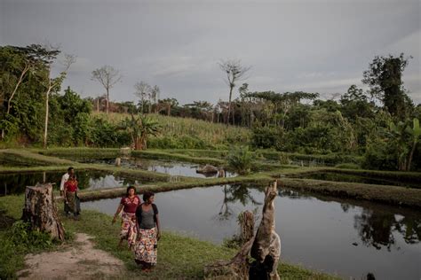 Photos: Scientists fight to protect DR Congo rainforest | Climate | Al Jazeera