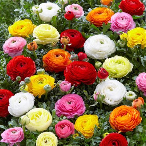 Ranunculus Bulbs | Shop 52 Varieties | Eden Brothers