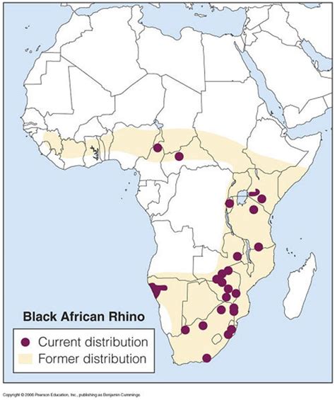 Black Rhinoceros - A Critically Endangered Species | hubpages