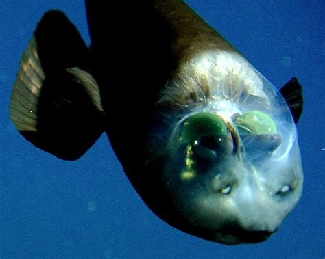 The Jungle Store: The Barreleye - Spook Fish