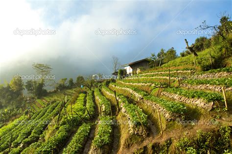 Strawberry cultivation — Stock Photo © 501room #40453283