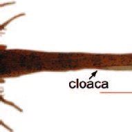 Mean number of LC per section in three body regions of axolotl larvae... | Download Scientific ...