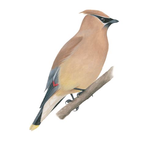 Cedar Waxwing | Celebrate Urban Birds