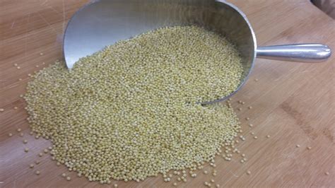 Organic Millet (22.72kg) – Prairie Foods