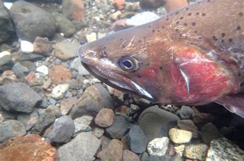 The Cutbow Trout: A Rainbow Trout and Cutthroat Trout Hybrid