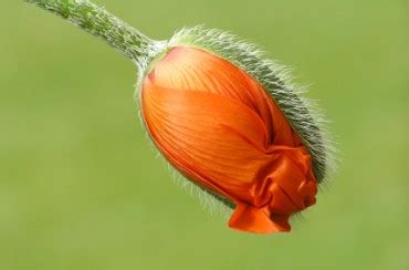 California State Flower