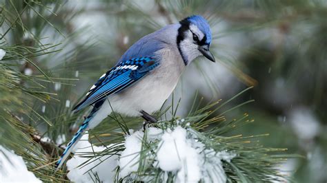 Christmas Bird Count: All Your Questions Answered