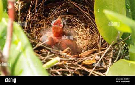 Cardinal Nest High Resolution Stock Photography and Images - Alamy