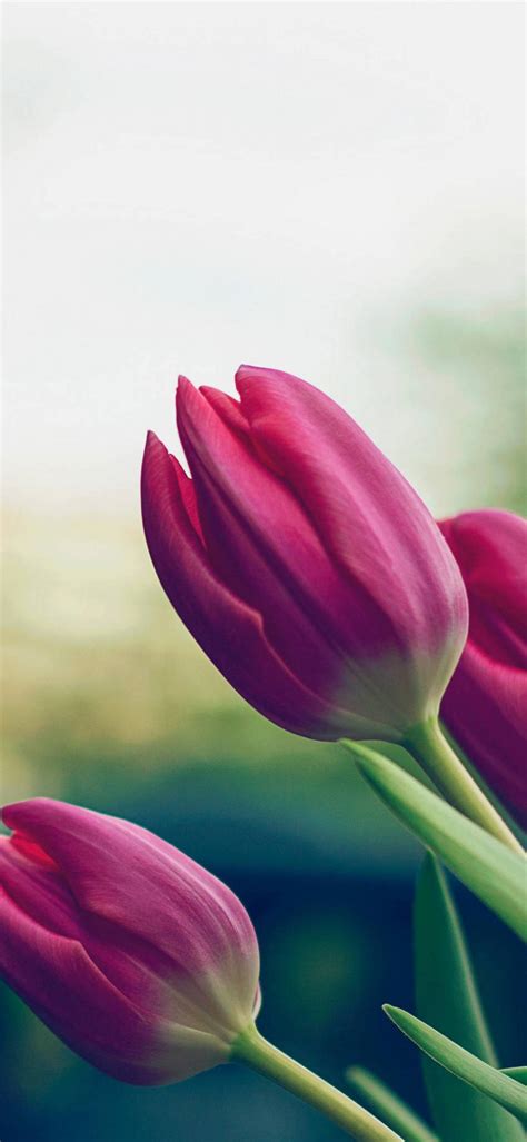 Download Pink Tulips Flower Phone Background Wallpaper | Wallpapers.com