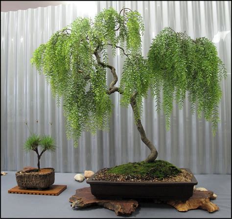Amazing Bonsai Dwarf Weeping Willow Tree of all time Don t miss out | leafyzen