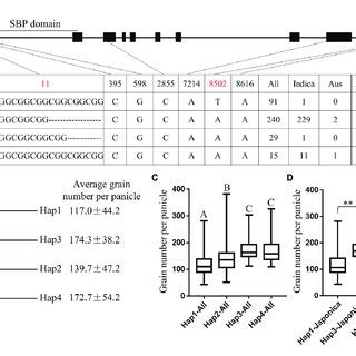 Comparison of haplotype block determination approaches. Boxplot showing... | Download Scientific ...