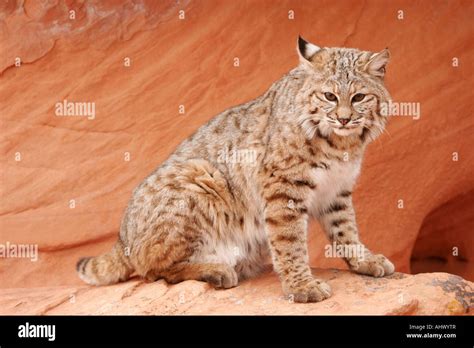 young bobcat in desert habitat, wildcat in red rocks of american west ...