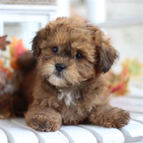 88+ Bichon Frise Shih Tzu Mix Puppies For Sale In Indiana - l2sanpiero