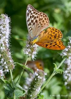 Argynnis paphia gynandromorph bilateral - form valesina | Flickr