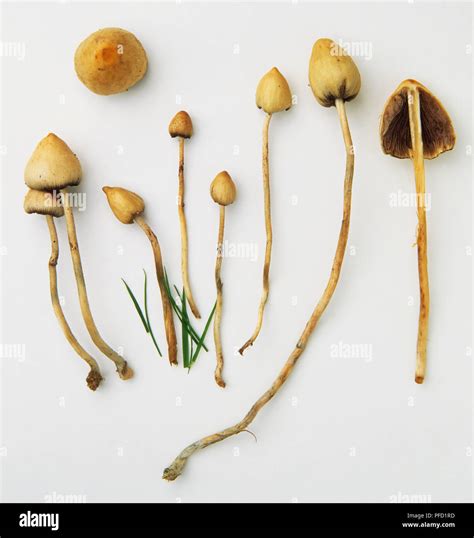 Liberty Cap Mushroom, Psilocybe semilanceata Stock Photo - Alamy