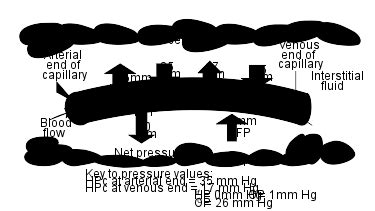 Osmotic Pressure And Hydrostatic Pressure