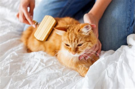 Cat Grooming Tools: What Do You Need To Groom a Cat?