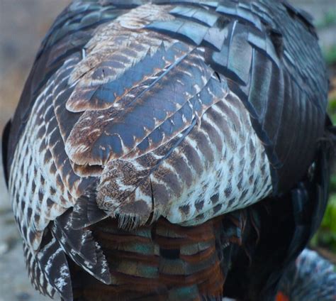 Turkey Feathers - FeederWatch