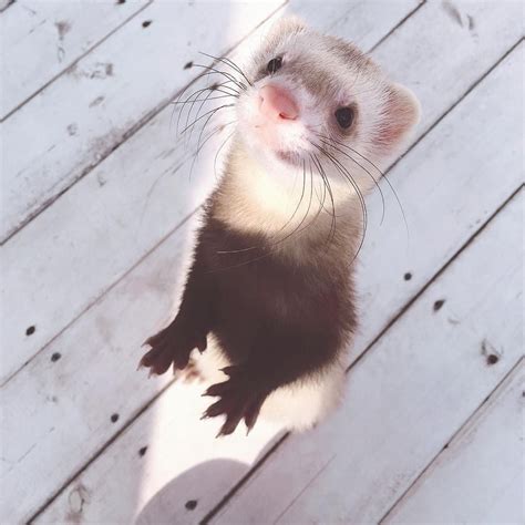 standing ferret | Funny ferrets, Ferret, Pet ferret