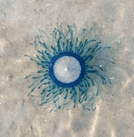 Blue Button Jellyfish Facts: They Can Sting You, from Pain to Allergy ...