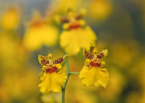 Orchids | Denver Botanic Gardens | Michael Levine-Clark | Flickr