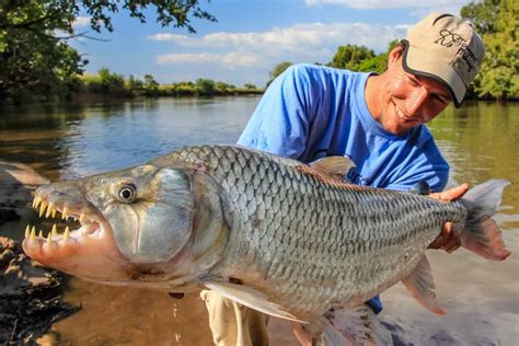 Species Spotlight: Tigerfish | Sportquest Holidays