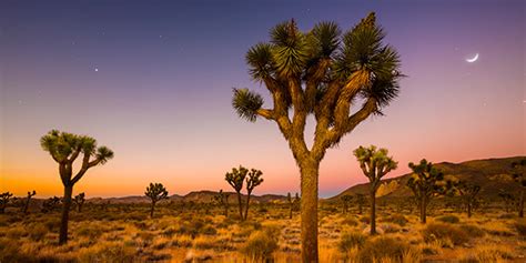 Desert Trees With Names