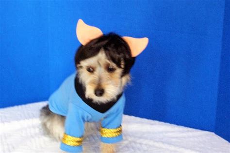 Star Trek Dog Costume - Spock | BaxterBoo