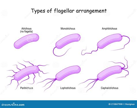 Tipos De Arreglo Flagelar. Bacteria Ilustración del Vector - Ilustración de organismo, célula ...