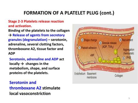 Find A Diagram Showing Platelet Plug Formation. Platelet Pla