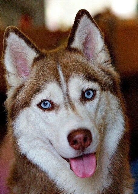 Red Huskies With Blue Eyes