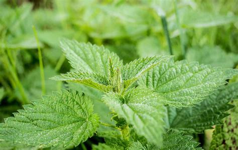 Medicinal Weeds: Stinging Nettle | Garden Culture Magazine