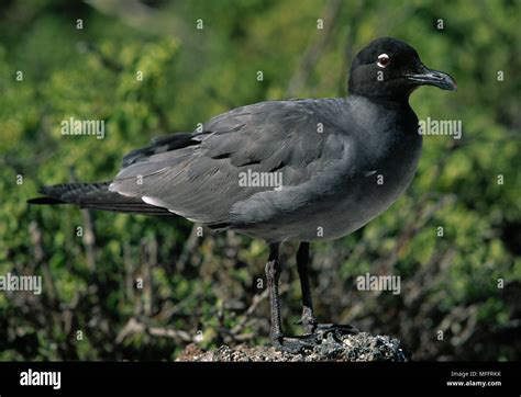 LAVA GULL Larus fuliginosus Galapagos Islands, Pacific Ocean ...