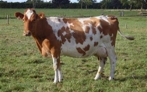 Why Guernsey? » Guernsey NZ | Guernsey cow, Cow, Dairy cattle