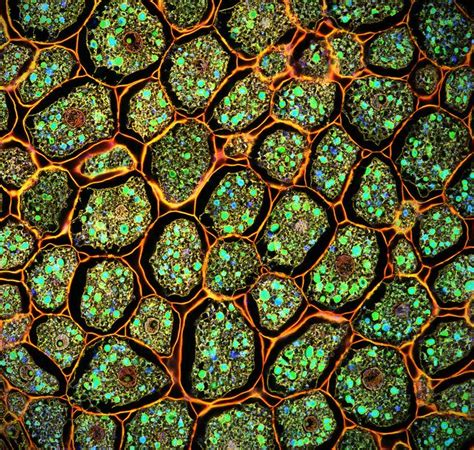 1000+ images about Under the microscope on Pinterest | Bird feathers ...