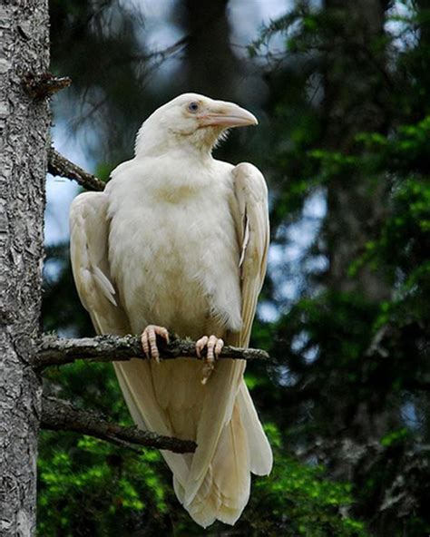 Art Gallery | Rare albino animals, Albino animals, White raven