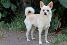 Shiba inu chihuahua mix, SO GORGEOUS. Villalobos Rescue Center, Cutest ...